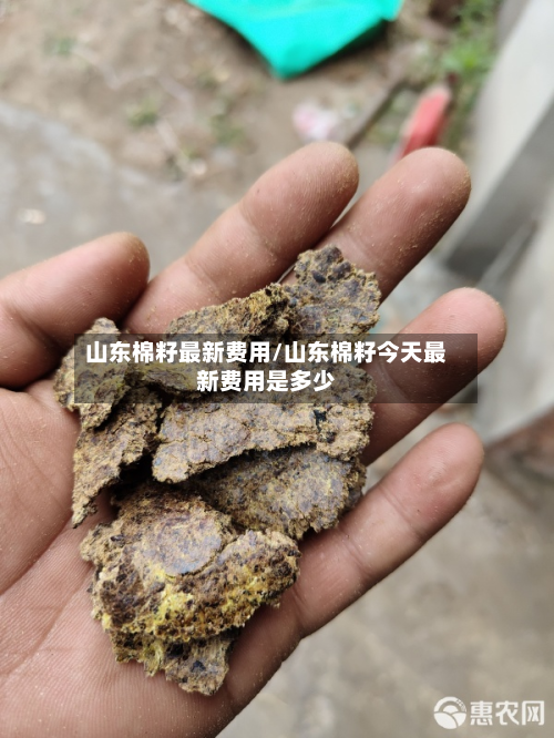 山东棉籽最新费用/山东棉籽今天最新费用是多少