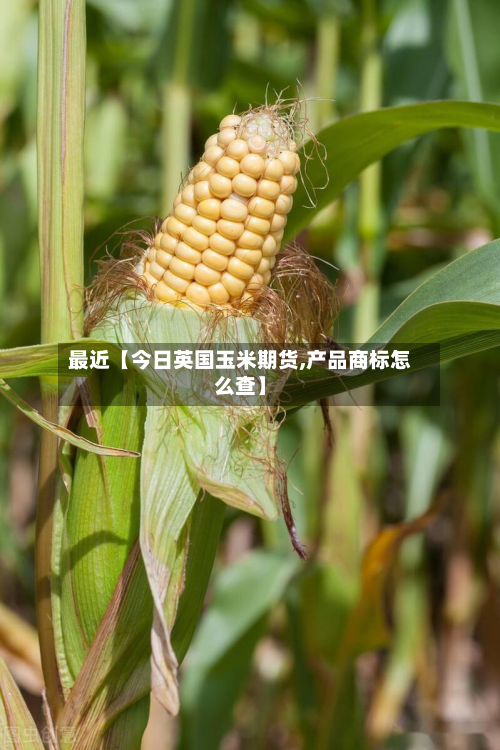 最近【今日英国玉米期货,产品商标怎么查】-第1张图片