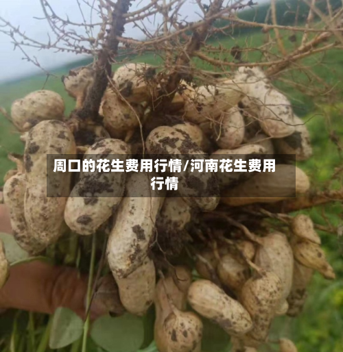 周口的花生费用行情/河南花生费用行情