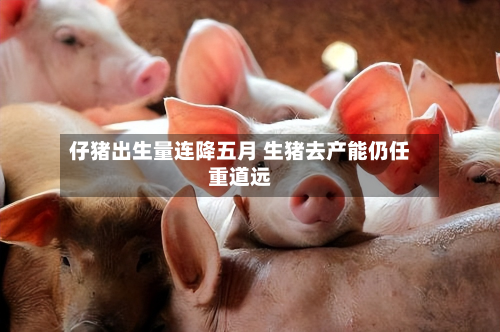 仔猪出生量连降五月 生猪去产能仍任重道远-第1张图片