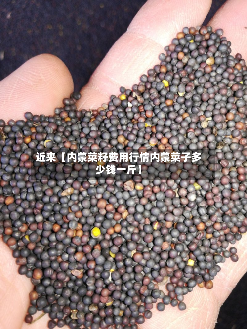 近来【内蒙菜籽费用行情内蒙菜子多少钱一斤】
