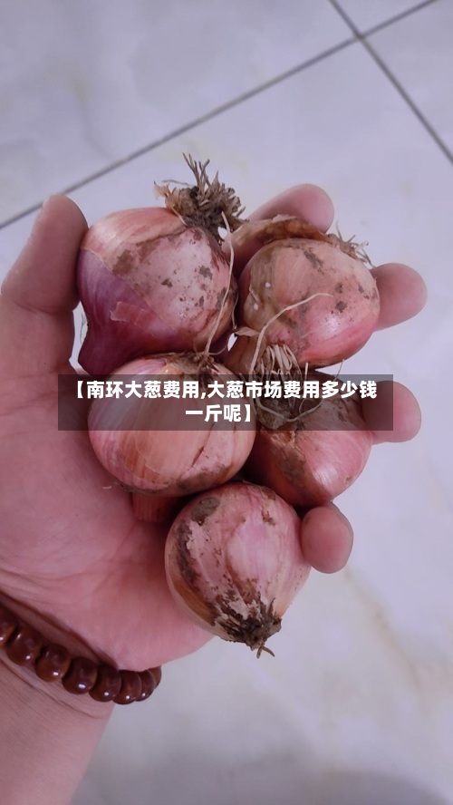 【南环大葱费用,大葱市场费用多少钱一斤呢】