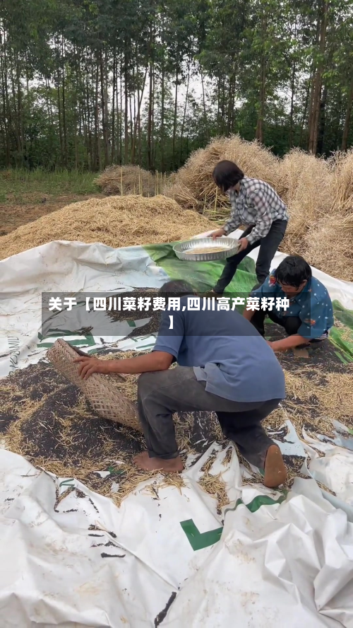 关于【四川菜籽费用,四川高产菜籽种】