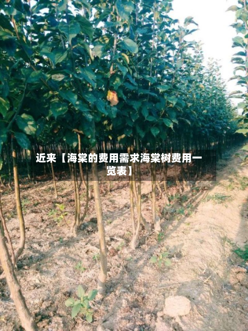 近来【海棠的费用需求海棠树费用一览表】