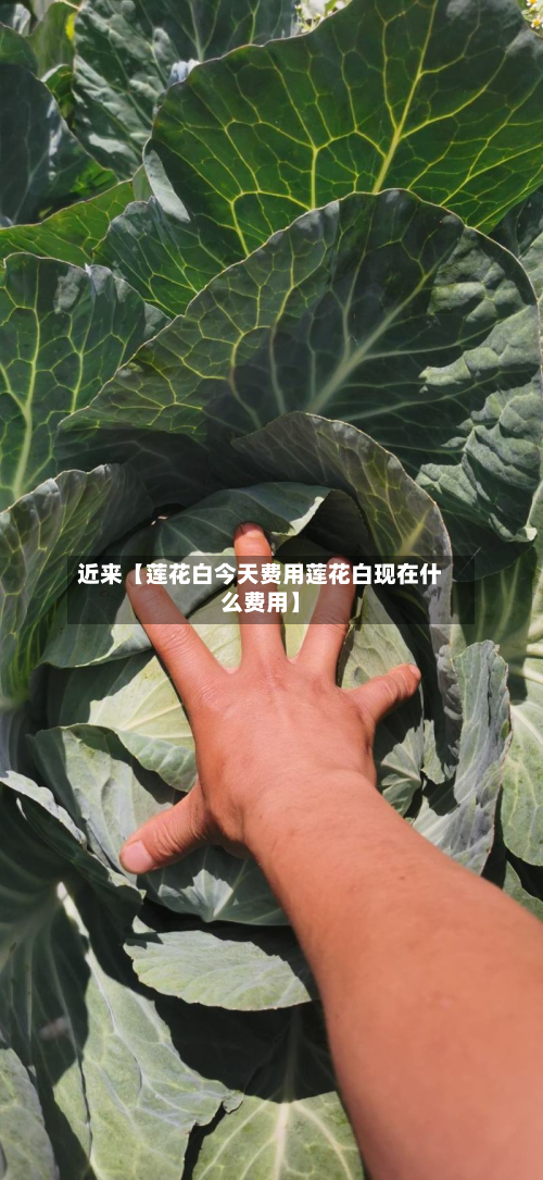 近来【莲花白今天费用莲花白现在什么费用】